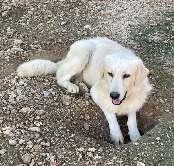 SOS SOS TENERO LUCKY Foto 5